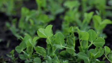 Çiftçi eli çiftlikteki taze bezelyelerin filizlerine dokunur.