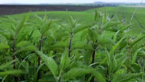 Grüne Brennnesseln Auf Einem Sommerfeld Heilpflanzen — Stockvideo