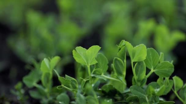 Rolnik Agronomist Bada Młode Świeże Zielone Groszki Rosnące Pleśni Gospodarstwie — Wideo stockowe