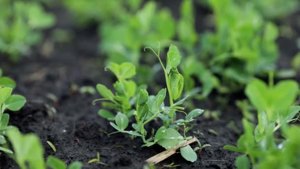 Ervilhas Verdes Jovens Crescendo Fora Solo Agricultura — Vídeo de Stock