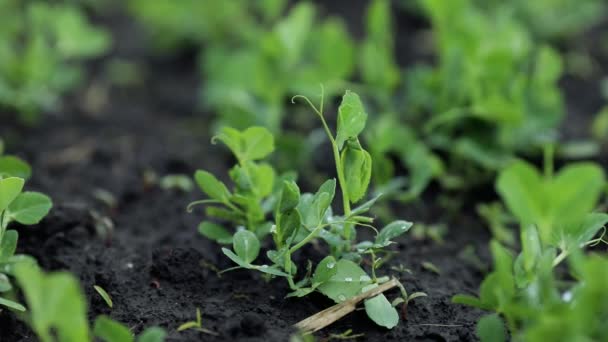 Mão Perto Homem Agrônomo Toca Ervilhas Jovens Campo Fazenda Agro — Vídeo de Stock