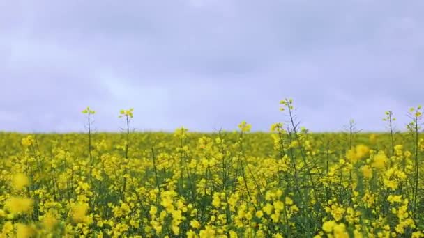 Gele Veld Van Bloeiende Verkrachting Landbouwindustrie Landbouw — Stockvideo