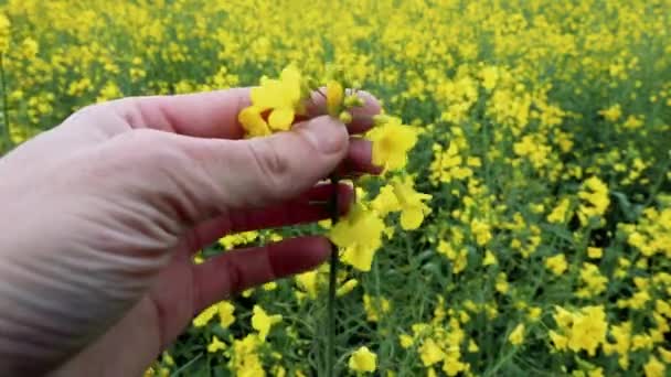 Agricultor Inspeciona Campo Colza Com Flores Previsões Das Colheitas — Vídeo de Stock