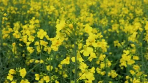 Sarı Tarla Çiçekli Tecavüz Çiçek Açan Kanola — Stok video