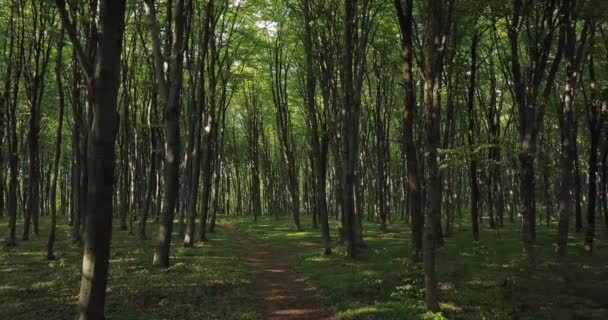 panorama aérien Voler entre les arbres dans la forêt d'été 