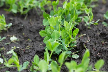 Hasadı bekliyorum. Bir tarlada büyüyen taze bezelyeler.