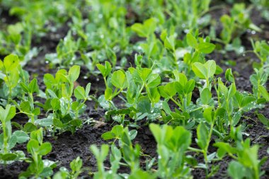 Yağmurdan sonra tarlada taze bezelyeler