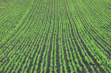 Tarlada taze bezelye sıraları. Doğal tarım.