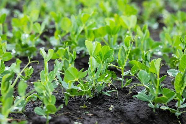 Piselli Verdi Giovani Campo Fattoria Agricoltura Naturale — Foto Stock