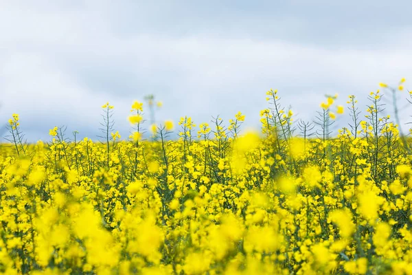 Żółte Pole Rzepaku Kwitnące Kwiaty Rzepaku Przemysł Rolny — Zdjęcie stockowe