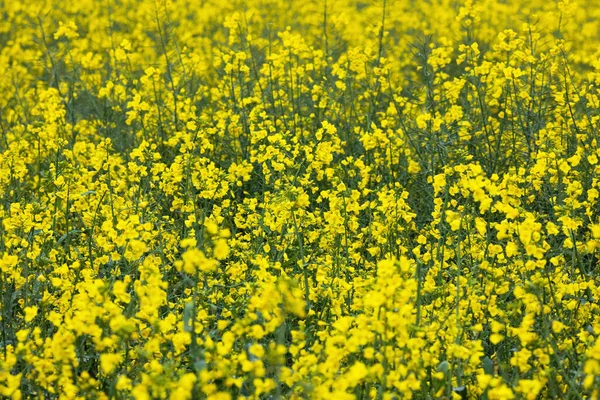 Yellow Rapeseed Field Raw Materials Biofuels Biodiesel — Stock Photo, Image
