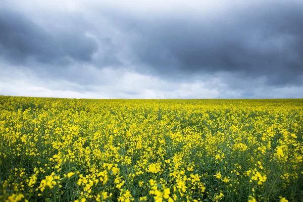 Żółte Pole Rzepaku Surowce Biopaliw Biodiesel — Zdjęcie stockowe