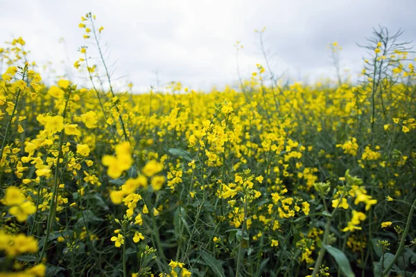 Żółte Pole Kwitnącego Rzepaku Przemysł Rolny — Zdjęcie stockowe