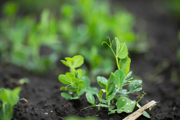 Piselli Verdi Giovani Campo Fattoria Agricoltura Naturale — Foto Stock