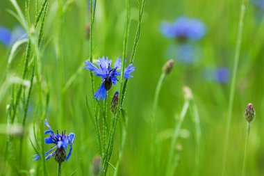 Mavi mısır çiçekleri buğday tarlaları arasındaki zararlılardır. Tarım