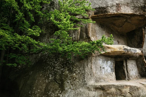Πράσινα Κλαδιά Δέντρων Φόντο Γκρίζου Πέτρινου Βράχου Σπηλιές — Φωτογραφία Αρχείου