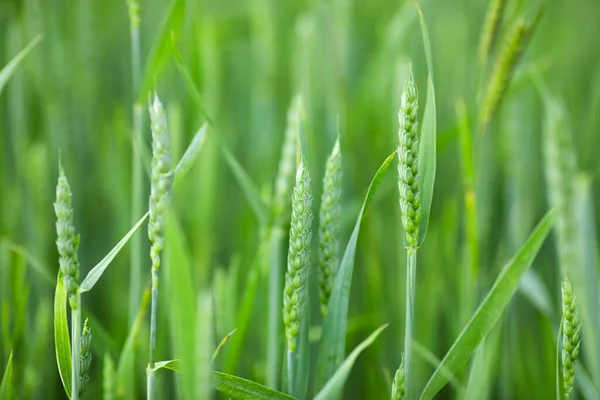 Green Field Young Cereals Wheat Growth Farm Pest Control — Stock Photo, Image