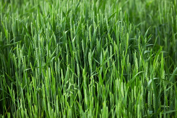 Green Field Young Cereals Wheat Growth Farm Pest Control — Stock Photo, Image