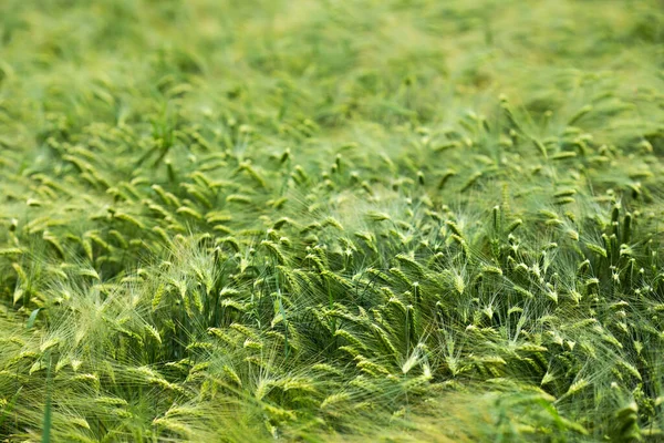 Campo Cebada Grano Cebada Utiliza Para Harina Pan Cebada Cerveza — Foto de Stock