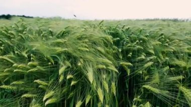 Yeşil arpa tarlası. Tarım ve tarım sektörü