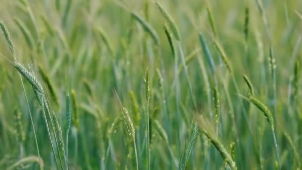 Las Orejas Verdes Del Centeno Joven Balancean Viento Agricultura — Vídeos de Stock