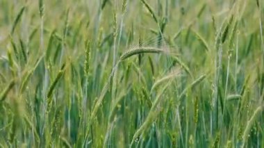 Çavdar ekmeği tarlasında olgunlaşır. Hasat konsepti