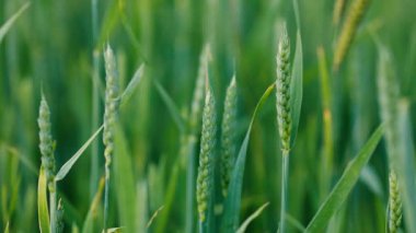 Tarlada olgun yeşil buğday dalları yetişiyor. Tarım