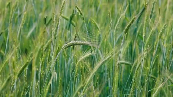 Orejas Maduras Del Campo Centeno Rica Cosecha Concepto — Vídeo de stock