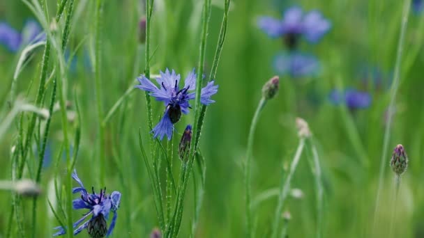 Blauwe Korenbloemen Zijn Ongedierte Onder Tarwevelden Landbouw — Stockvideo