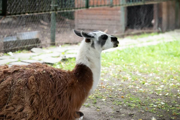 ラマは 動物園の屋外でアルパカ 鳥類の動物 — ストック写真