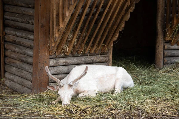 白い鹿 アルビノは野生動物園で休んでいます 被害者等 — ストック写真