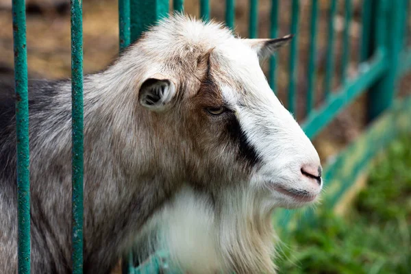 動物園の檻の中に髭を生やしたヤギ — ストック写真