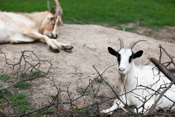 Domácí Koza Capra Aegagrus Hircus Domácí Mazlíčci Farmě — Stock fotografie