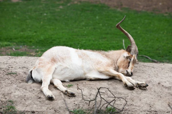 国内のヤギ カプラ アエガグルス ヒルカス 農場のペット — ストック写真