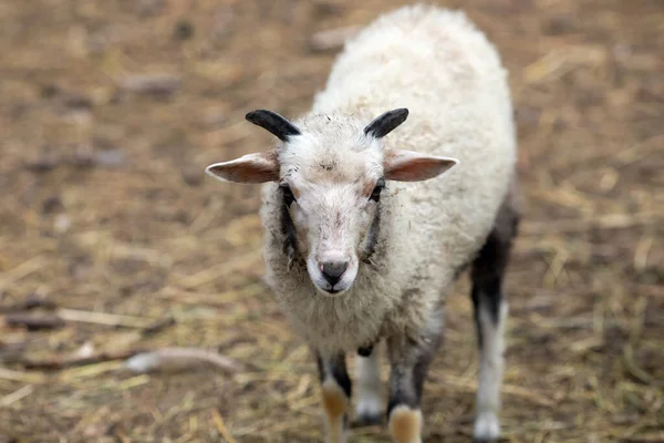 Malé Jehňátko Podívá Kamery Ovce Farmě — Stock fotografie