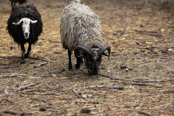 Černá Šedá Ovce Pasou Farmě Voliéře — Stock fotografie