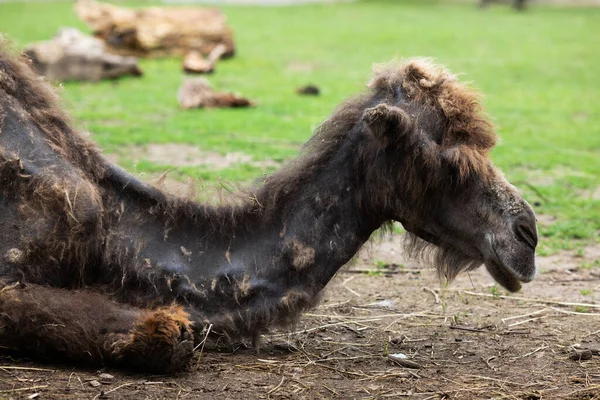 Tmavě Hnědý Jednohrbatý Dromedár Leží Zoo — Stock fotografie