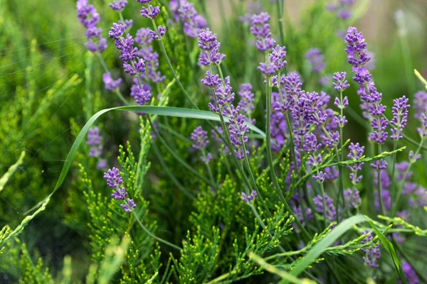 Purple Lavender Grows Garden — Stock Photo, Image