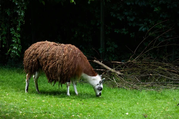 Lámo Alpaka Zelenou Trávu Venku Zoo Zvířata Voliéře — Stock fotografie