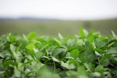 Büyüyen yeşil fasulye tarlası. Tarım endüstrisi