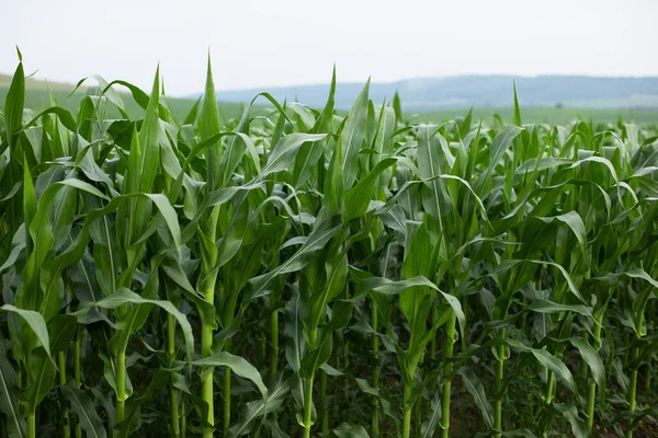 Feld Mit Grünem Mais Stiele Und Blätter Von Mais Getreidepflanzen — Stockfoto