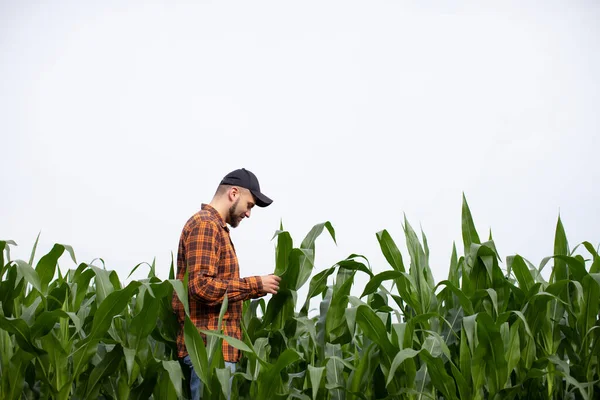 Rolnik Uważnie Kontroluje Kukurydzę Sprawdza Czy Nie Występują Szkodniki Przestrzeń — Zdjęcie stockowe