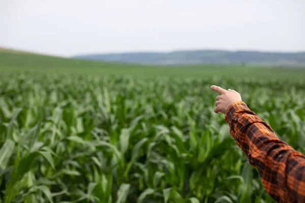 Ręka Farmera Wskazuje Zielone Pole Kukurydzy Przestrzeń Chroniona — Zdjęcie stockowe