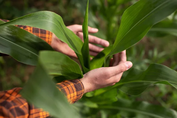 Ein Landwirt Untersucht Die Grünen Blätter Und Stängel Des Mais — Stockfoto