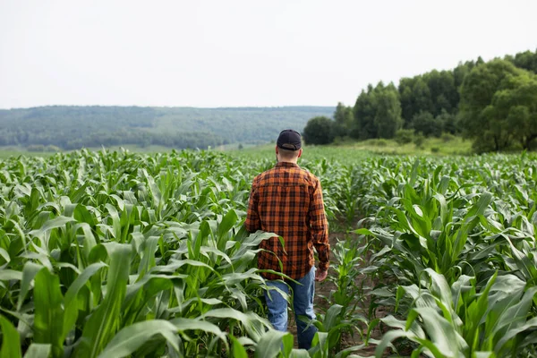 Joven Agricultor Camina Por Campo Maíz Verde Busca Maíz Enfermo —  Fotos de Stock