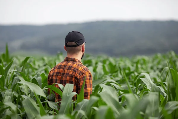 農家は大きな緑のトウモロコシ畑を検査する — ストック写真