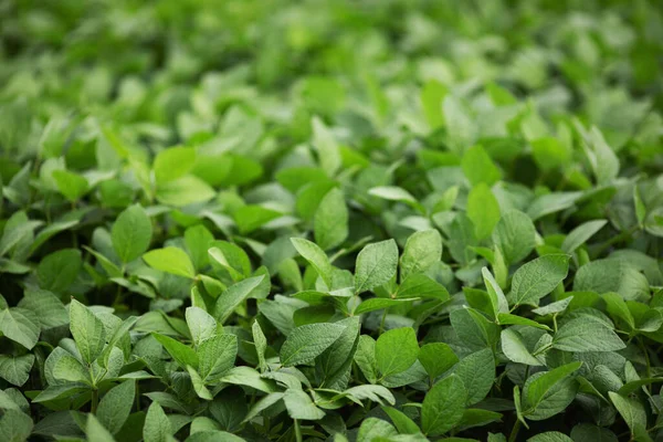 Foglie Soia Verde Grande Campo Agricolo Concetto Raccolta — Foto Stock