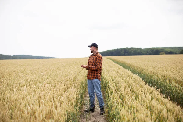 Farmář Stojí Pšeničném Poli Kontroluje Sklizeň Pšenice — Stock fotografie