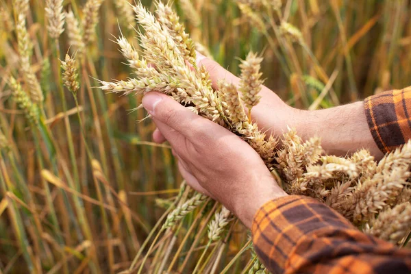 Концепция Уборки Закрыть Колосья Пшеницы Руку Фермера Пшеничном Поле — стоковое фото