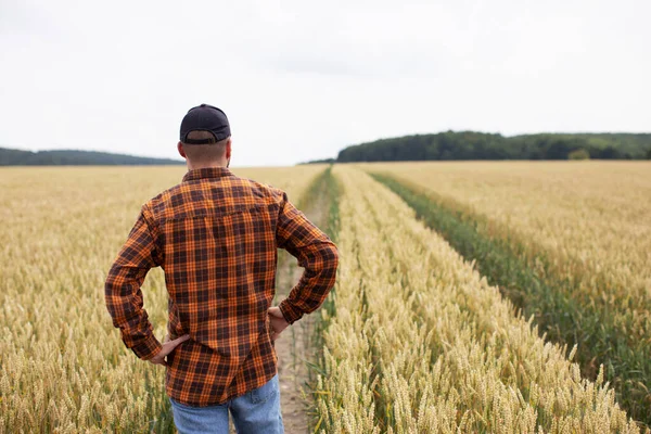 Agricultor Inspecciona Trigo Antes Cosecha Industria Agrícola —  Fotos de Stock